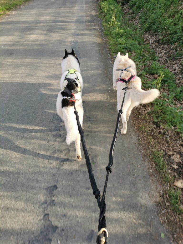 IMG_20220411_084239_01-1